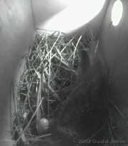 Egg laid in box 2 - 9.25am