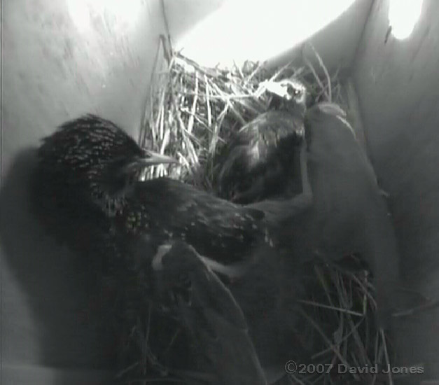 The female is attacked - 3