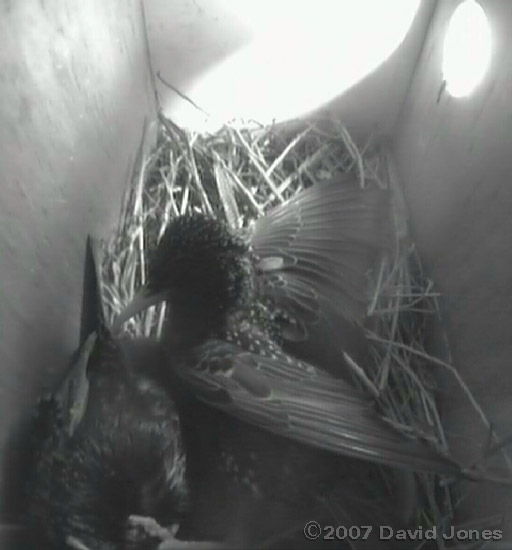 The female is attacked - 2