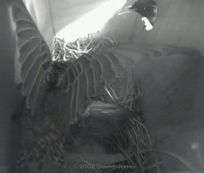 The female is attacked - 4 - her partner arrives