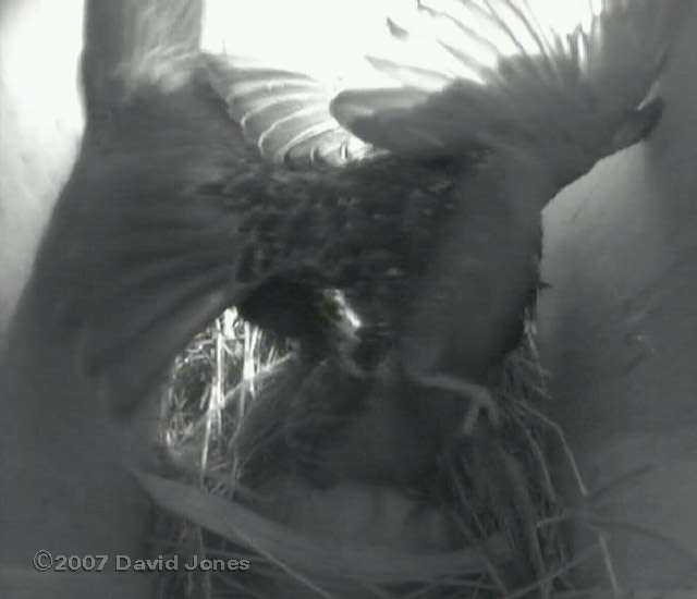 The female is attacked - 5 - her partner joins in