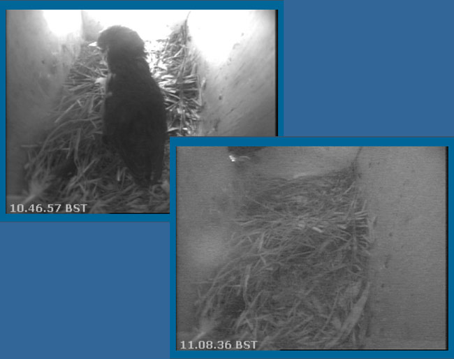 The last chick leaves - 11.08am