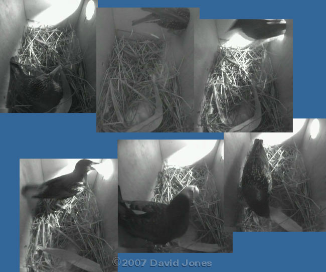 The egg laid this morning is removed