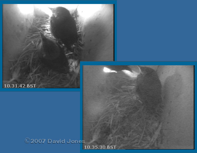 Second chick leaves the box - 10.35am