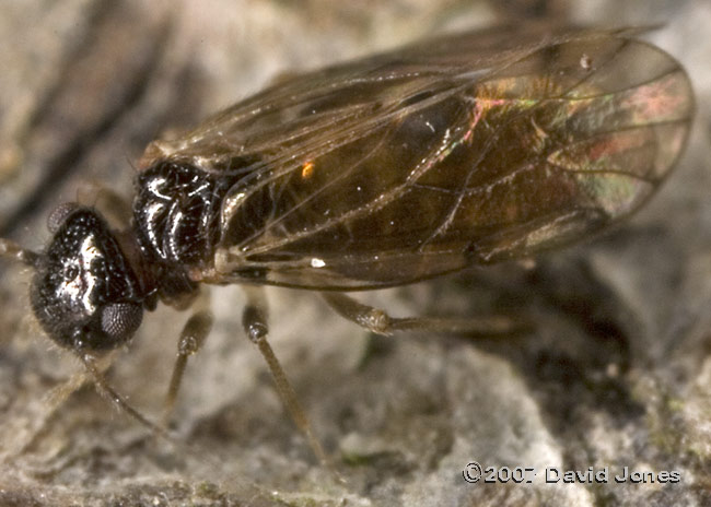 Barkfly (possibly Ectopsocus axillaris) on log - close-up