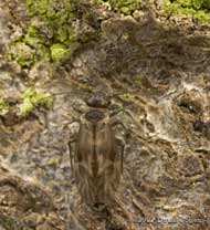 Barkfly (Peripsocus milleri) on log