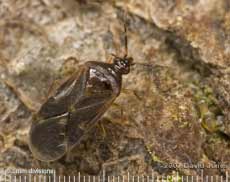 Bug (unidentified) on log