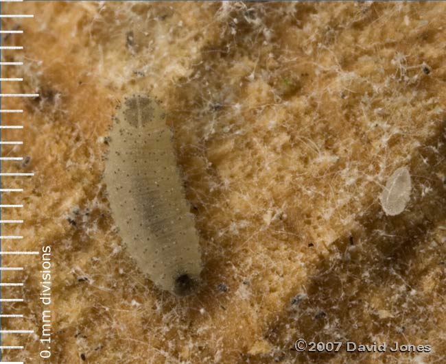 Larva (unidentified) on log