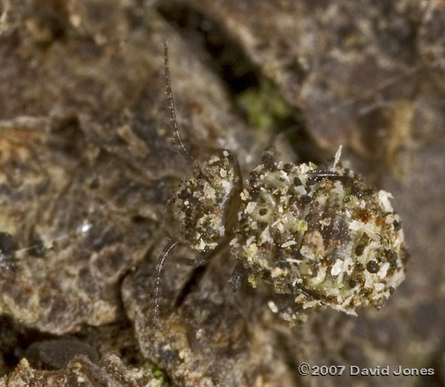 Nymph of Barkfly (Loensia variegata) on log