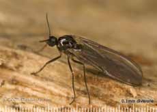 Unidentified fly (Mycetophilidae?) on log