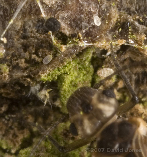 Eggs seen near Barkflies (Peripsocus milleri)