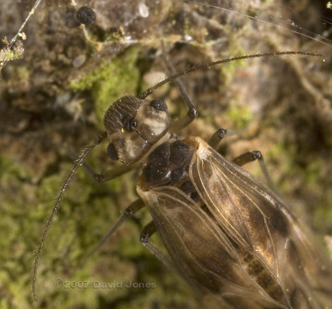  Barkfly - close-up