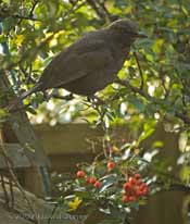 Female Blackbird in Pyracantha bush