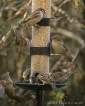 House Sparrows at feeder