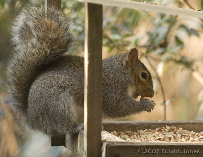 Grey Squirrel on bird table
