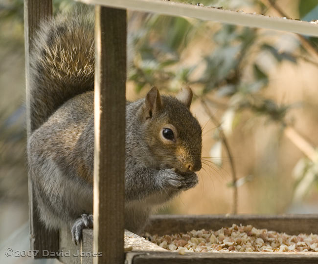 Grey Squirrel on bird table