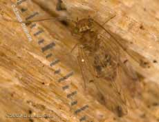 Barkfly (Ectopsocus petersi) on log