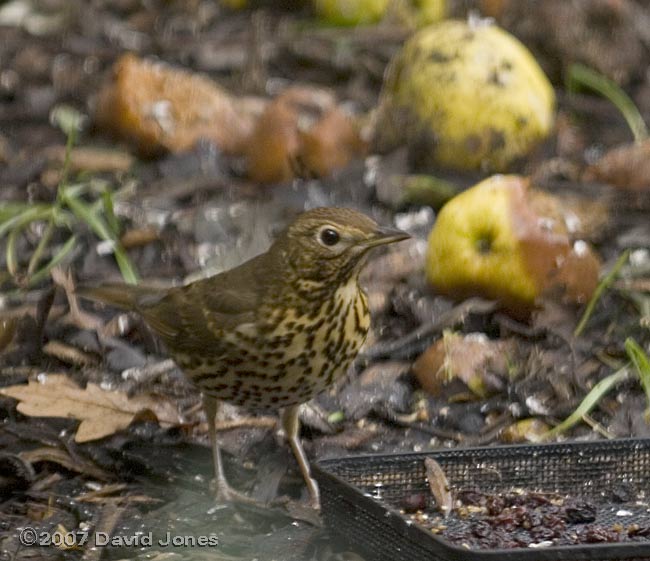 Song Thrush under the Hawthorn