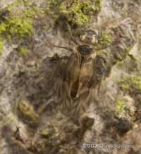 Barkfly (Peripsocus milleri)