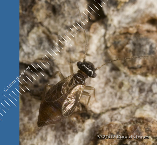 Short-winged form of E. axillaris (barkfly) - 1