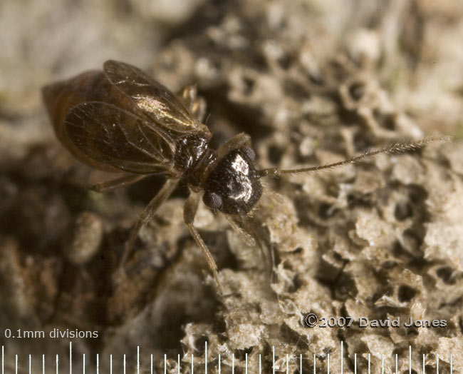 Short-winged form of E. axillaris (barkfly) - 2