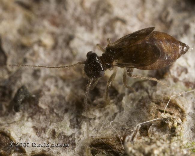 Short-winged form of E. axillaris (barkfly) - 3