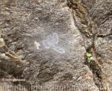 Barkfly egg cluster on log