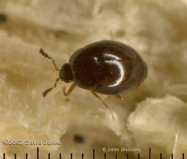 unidentified beetle on log