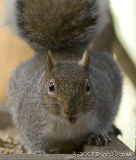 Grey Squirrel on bird table - 1