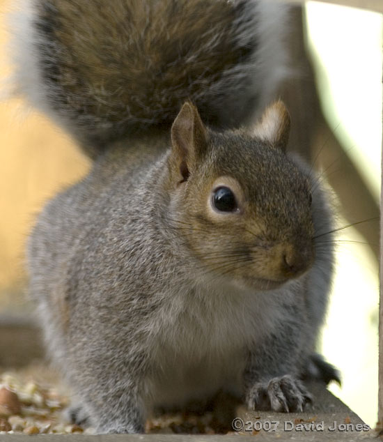 Grey Squirrel on bird table - 2