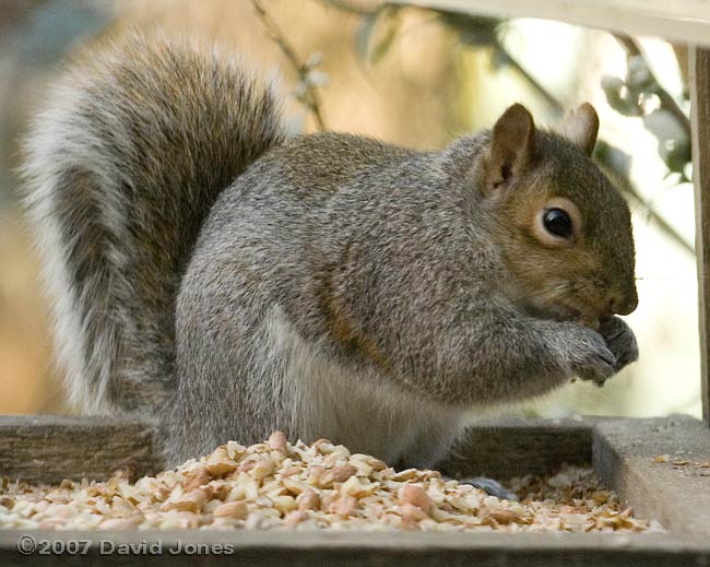 Grey Squirrel on bird table - 3
