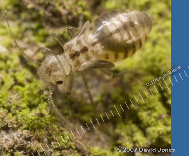 Nymph of Peripsocus milleri (barkfly)