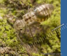 Nymph of Peripsocus milleri (barkfly)