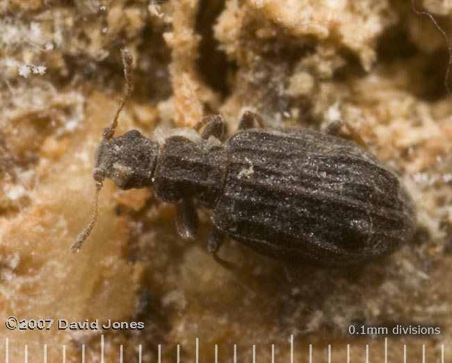 wood-boring beetle(?)