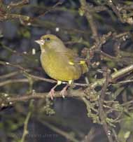 Male Greenfinch in Hawthorn