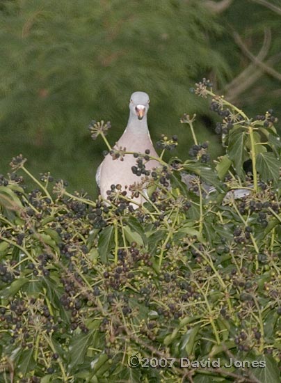 Wood Pigeon eats Ivy berries