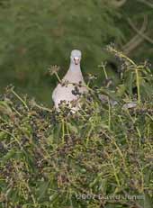 Wood Pigeon eats Ivy berries