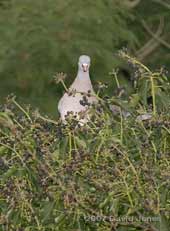 Wood Pigeon eats Ivy berries