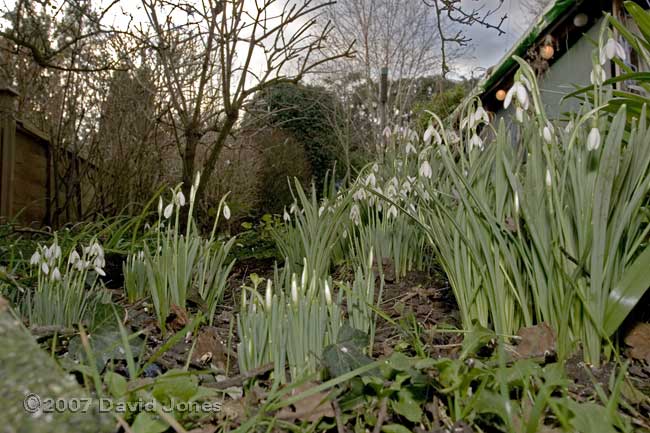 Snowdrops under the Hawthorn