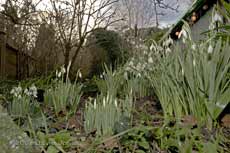 Snowdrops under the Hawthorn