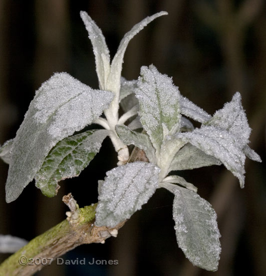 Ice on the Buddleia