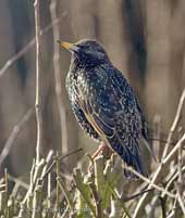 Starling basks in sunshine