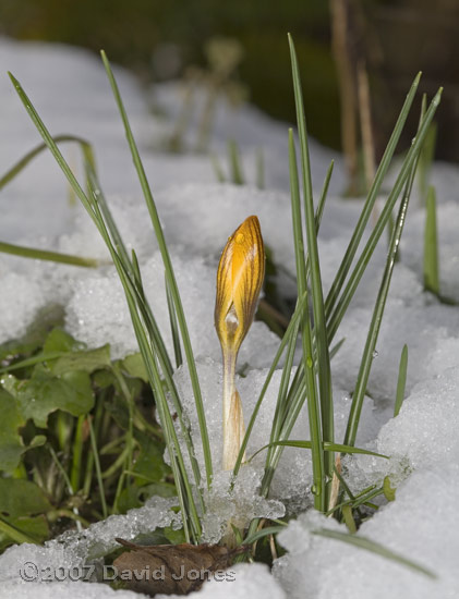 Crocus in the snow