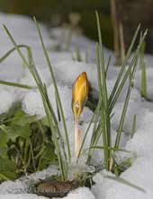 Crocus in the snow