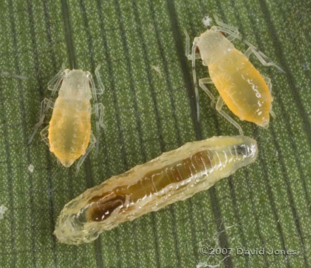 Aphids and hoverfly larva