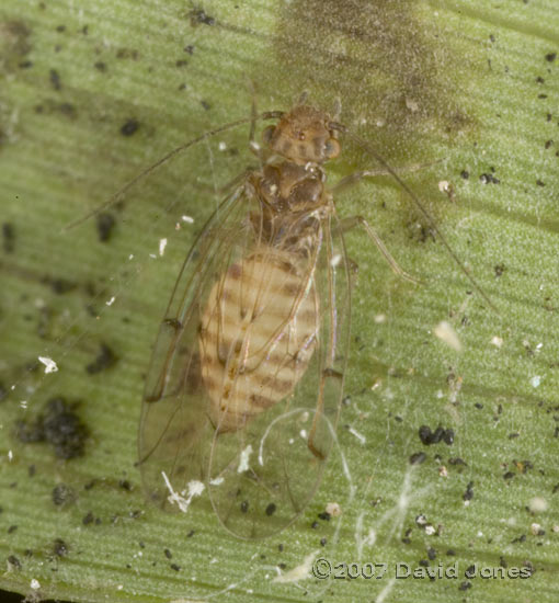 Adult Barkfly on underside of bamboo leaf