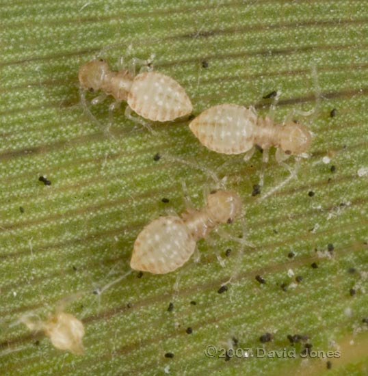 Barkfly nymphs on underside of bamboo leaf