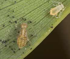 Barkfly nymph and aphid on underside of bamboo leaf