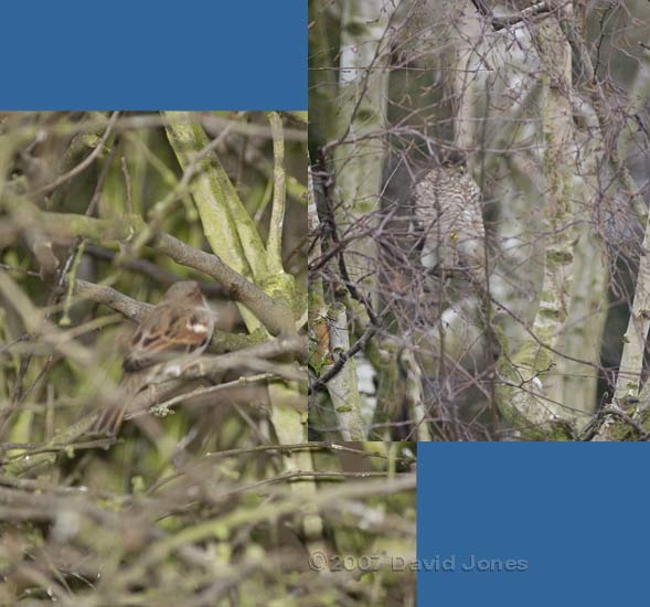 Sparrowhawk hidden in Birch tree