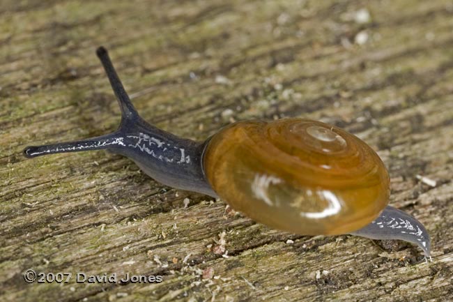 Garlic Glass Snail (Oxychilus alliarius) - 3